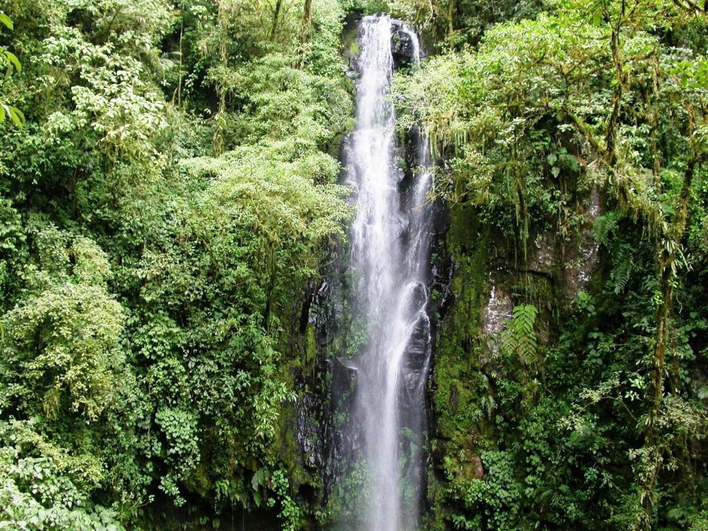 bosque de paz
