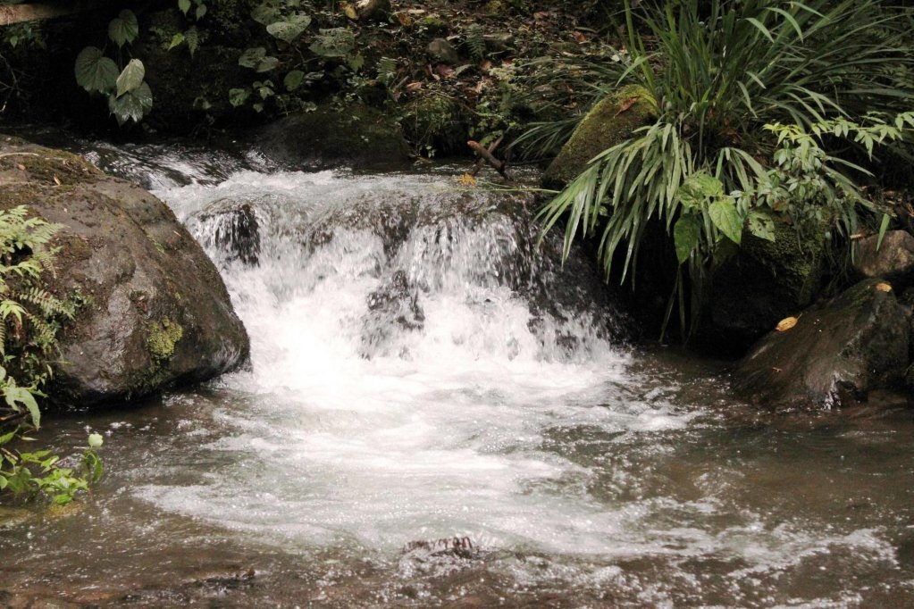 bosque de paz