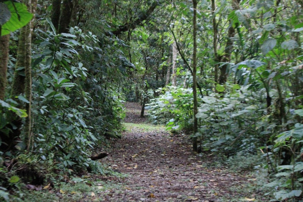 bosque de paz