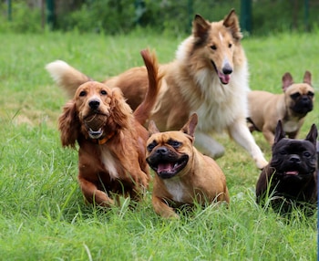 manas resort with petting zoo