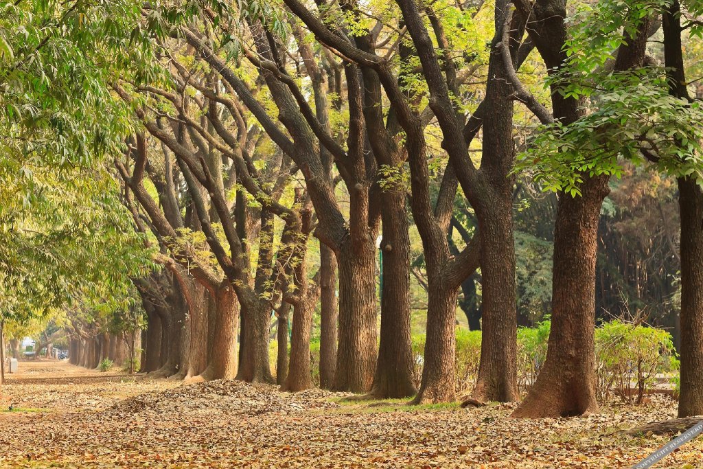 bangalore