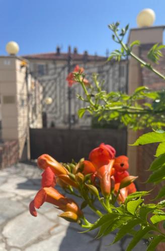ozzano monferrato