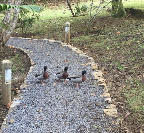 bubble lodge bois cheri