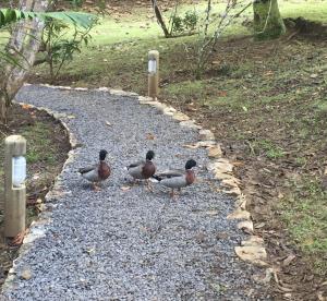 bubble lodge bois cheri