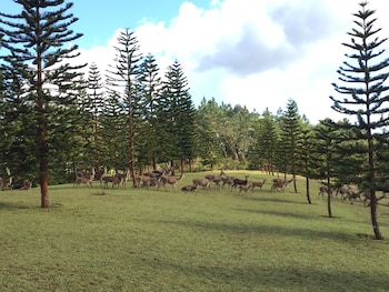 bubble lodge bois cheri