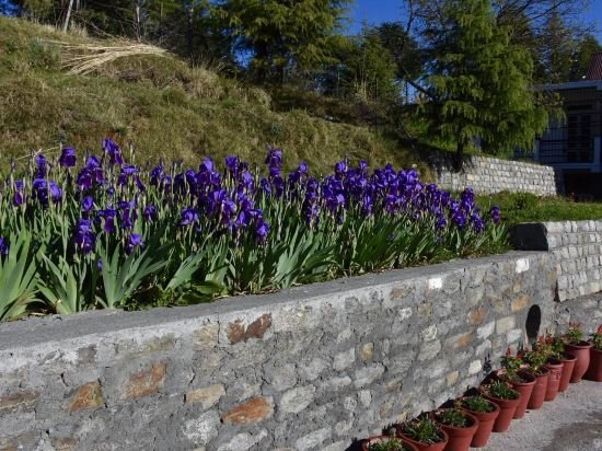 deodar manor