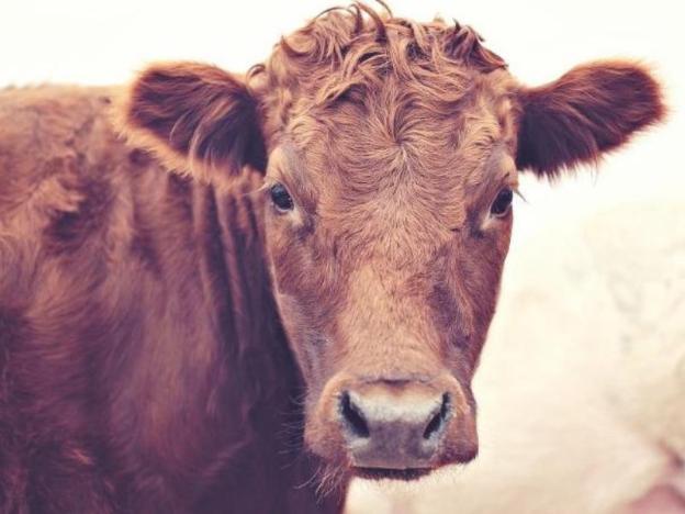 redwing farmstay