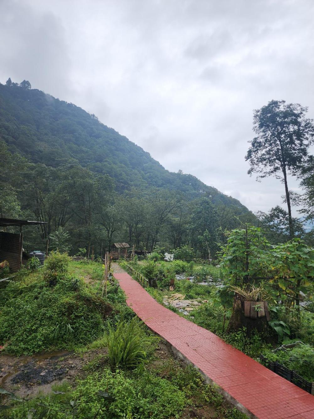 limboo homestay