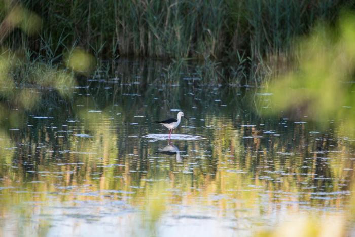 agriturismo ai due leoni