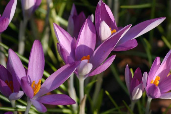 golden tulip leiden centre