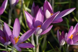 golden tulip leiden centre