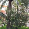 martina franca