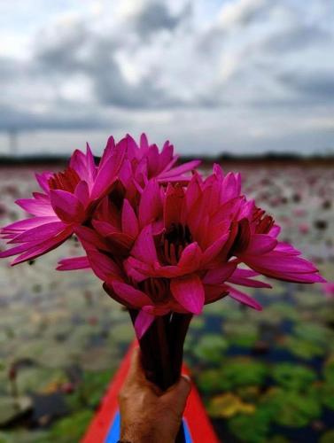 kuttickattil gardens home stay