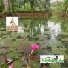 kuttickattil gardens home stay
