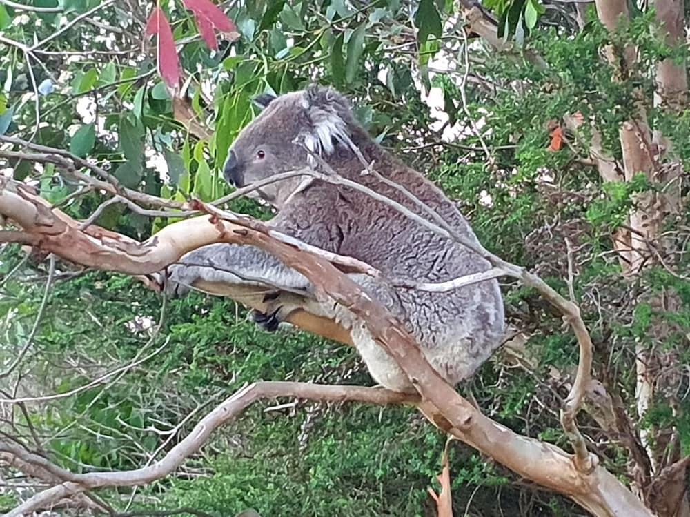 port campbell motor inn