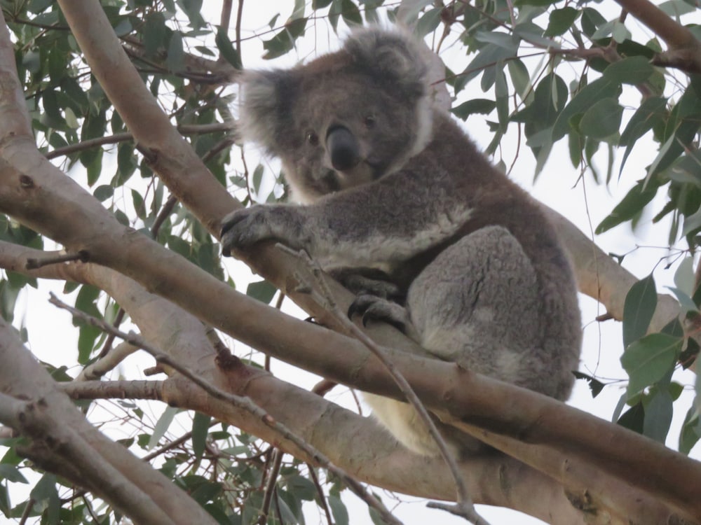 port campbell motor inn