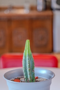 cliff house lodge bed and breakfast adult only