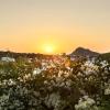 white tinos luxury suites