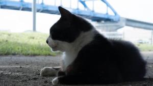 toyoko inn okinawa ishigaki jima