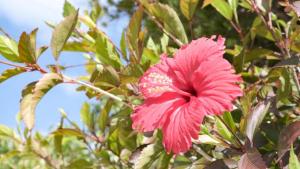 toyoko inn okinawa ishigaki jima