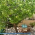 alonissos