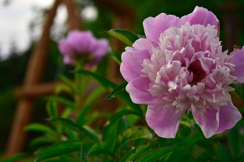motel au vieux frontenac