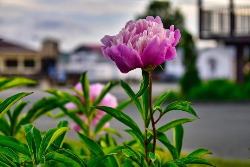 motel au vieux frontenac