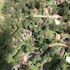 camanducaia