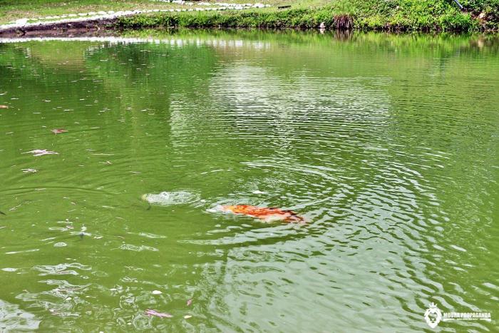 eco chales luar das mares