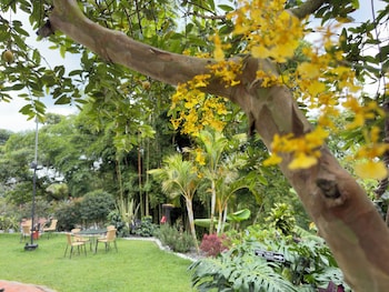 coffee tree boutique hostel