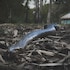 anaconda amazon resort