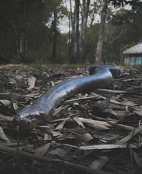 anaconda amazon resort