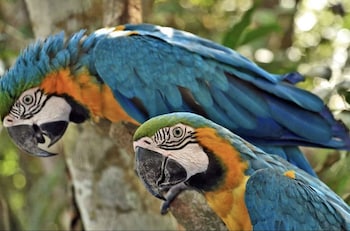 manaus
