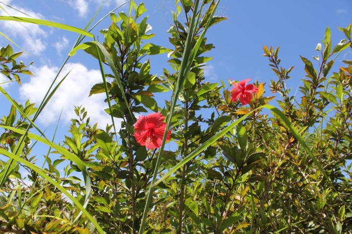 panorama ocean view cottage