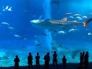 panorama ocean view cottage