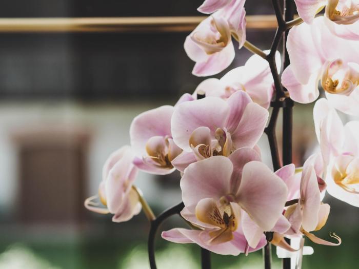 gasthof zum moosmann familie pachernigg