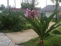 rum bungalow resort phu quoc