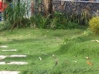 rum bungalow resort phu quoc