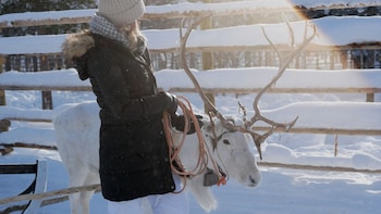 northern lights village