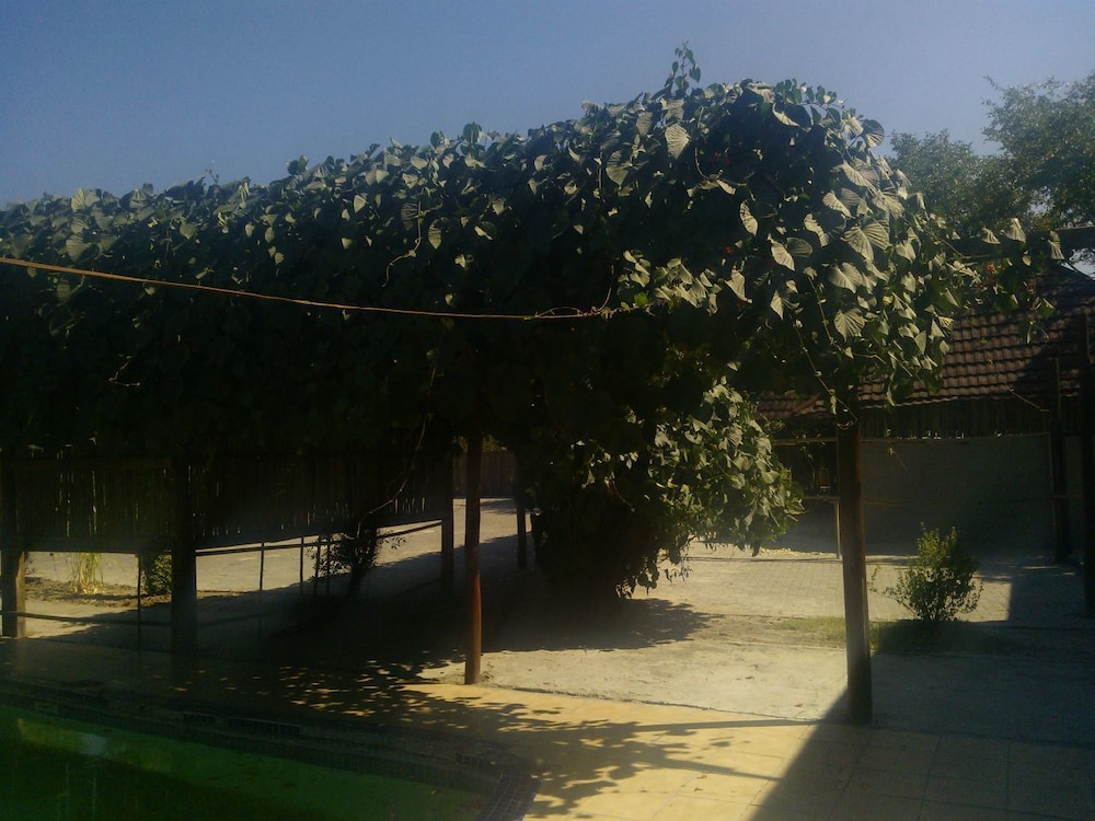 maun