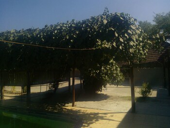 maun