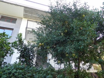 affittacamere bellavista