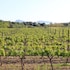 pollenca