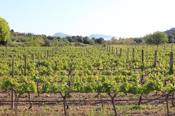 pollenca