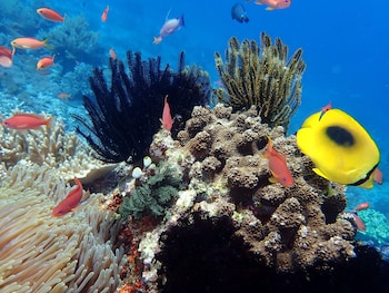 puri sayang bungalows