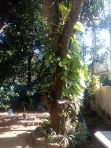 goalma family holiday resort and restaurant