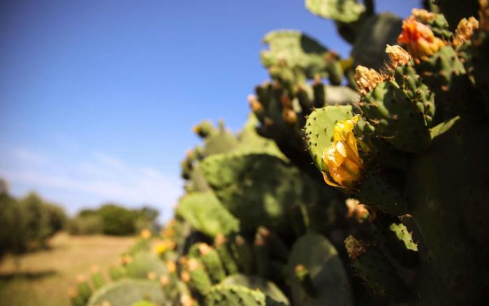 agriturismo bio il quarto