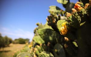 agriturismo bio il quarto