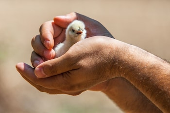 il gallo con gli stivali