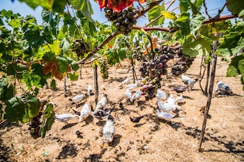 il gallo con gli stivali